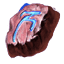 Scalecaller Rune of Levitation icon